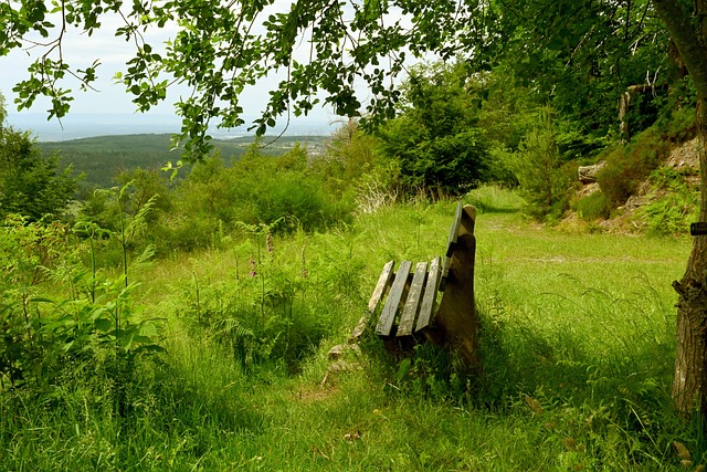 那不勒斯的 那不勒斯的