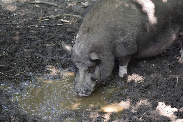 但三分能力 但三分能力